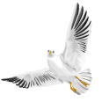 鳥のイラスト