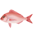 魚・貝のイラスト