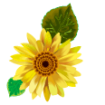 春夏秋冬の花のイラスト